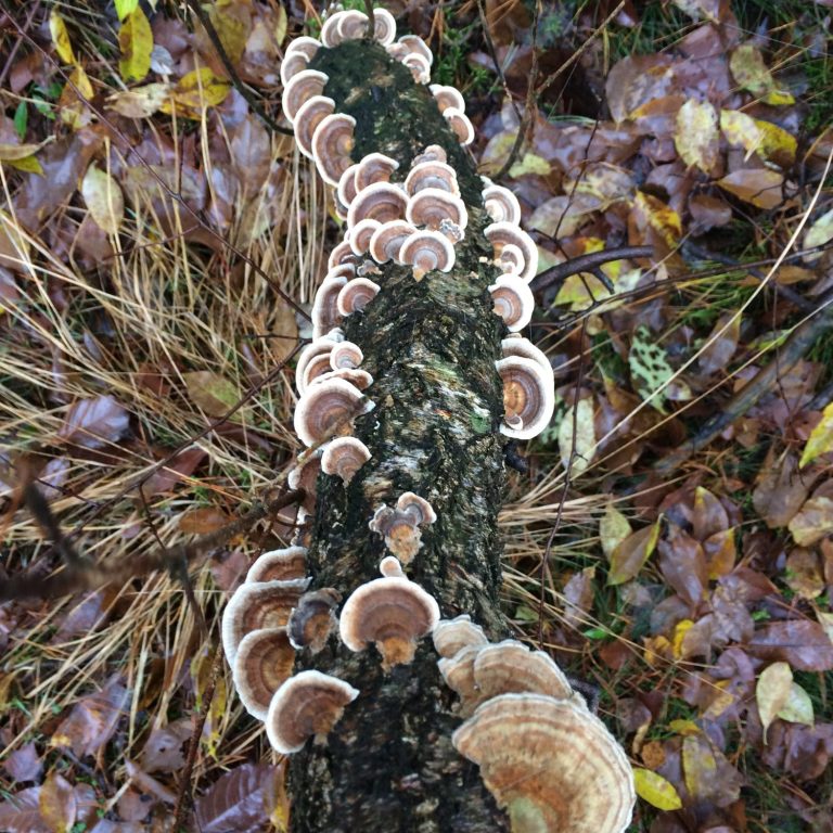 Ein Baumstamm, bedeckt mit vielen weißen und braunen Pilzen.